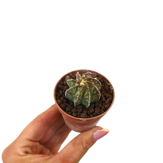 Astrophytum cv THAYO x BUFFALO N20 small rare cactus with star-shaped ribs and white speckles