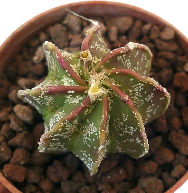 Astrophytum cv THAYO x BUFFALO N20 rare succulent cactus with star-shaped green body and white speckles