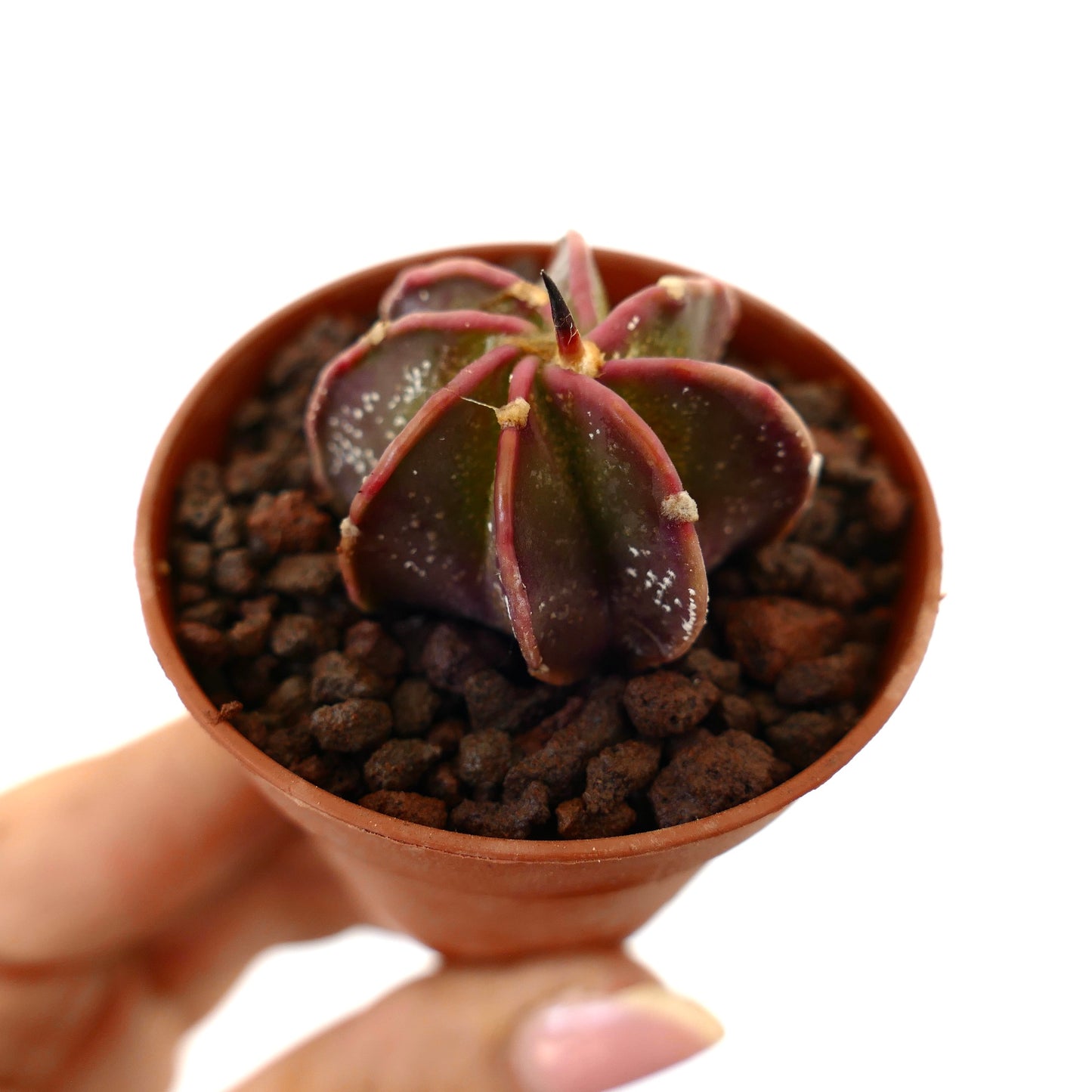 Astrophytum cv THAYO x BUFFALO suculento cactus con costillas morado oscuro y pequeñas motas blancas