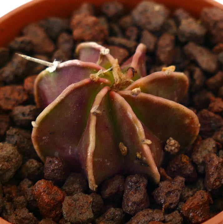 Astrophytum cv THAYO x CAPRICORNE RED raro cactus suculento con costillas en forma de estrella y tonos rojizos