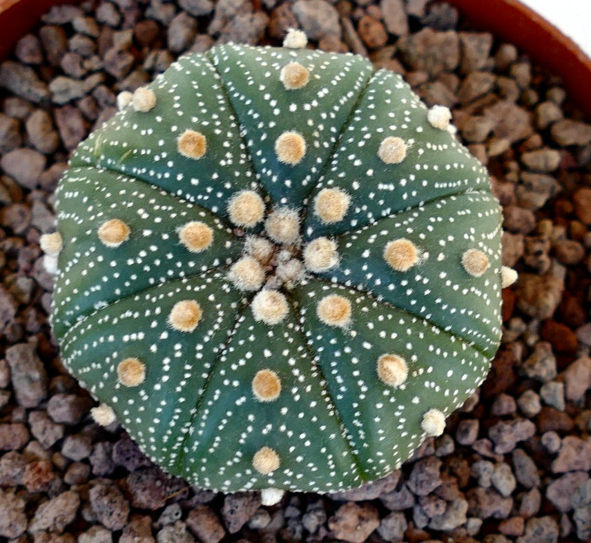 Astrophytum asterias var. asterias round green cactus with white dots and fuzzy areoles succulent
