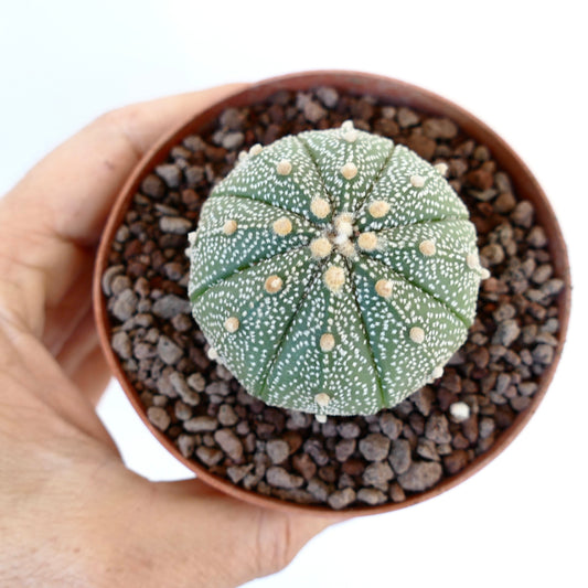 Astrophytum asterias small round succulent cactus with white speckles and soft tufts