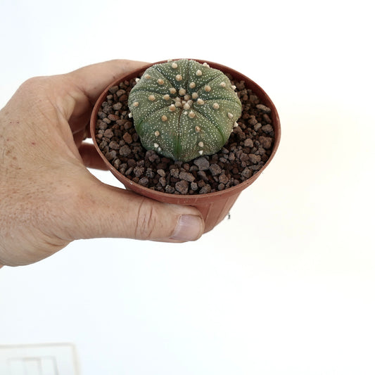 Astrophytum asterias var. asterias small round cactus with white speckles and soft tufts