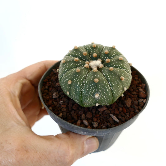 Astrophytum asterias small round cactus with white dots and soft brown areoles in pot