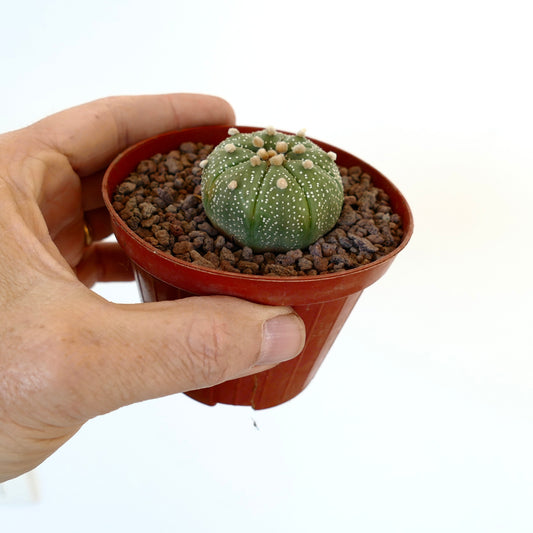 Astrophytum asterias small round cactus with white speckles and soft tufts in pot