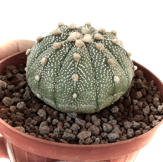 Astrophytum asterias succulent cactus with white spots and fuzzy areoles in pot