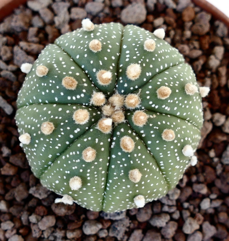Astrophytum asterias small round cactus with white speckles and fuzzy areoles on soil