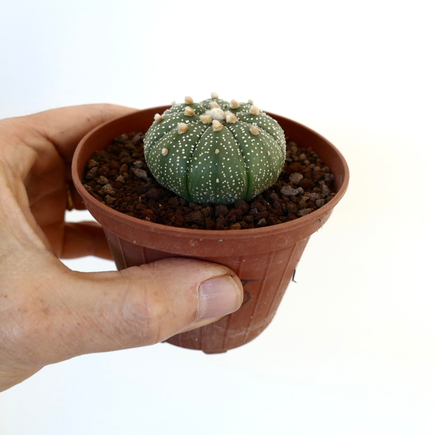 Astrophytum asterias small round green cactus with white spots and soft tufts in pot