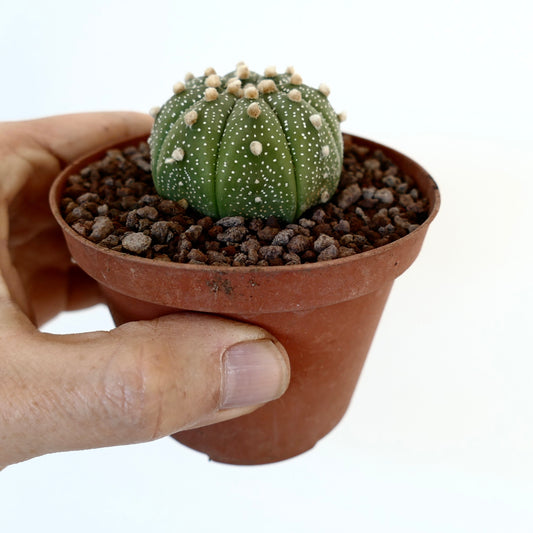 Astrophytum asterias small green round cactus with white spots in terracotta pot