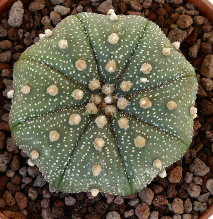 Astrophytum asterias var. asterias round green cactus with white spots and soft tufts