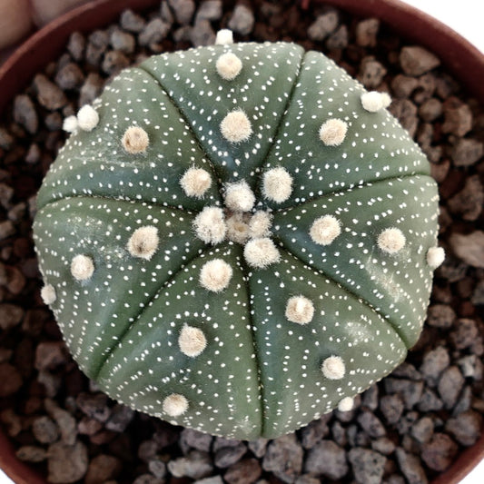 Astrophytum asterias succulent cactus with round shape and white dotted texture in pot