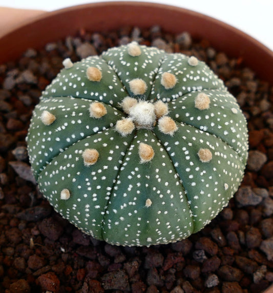 Astrophytum asterias succulent cactus with round shape and white dotted patterns