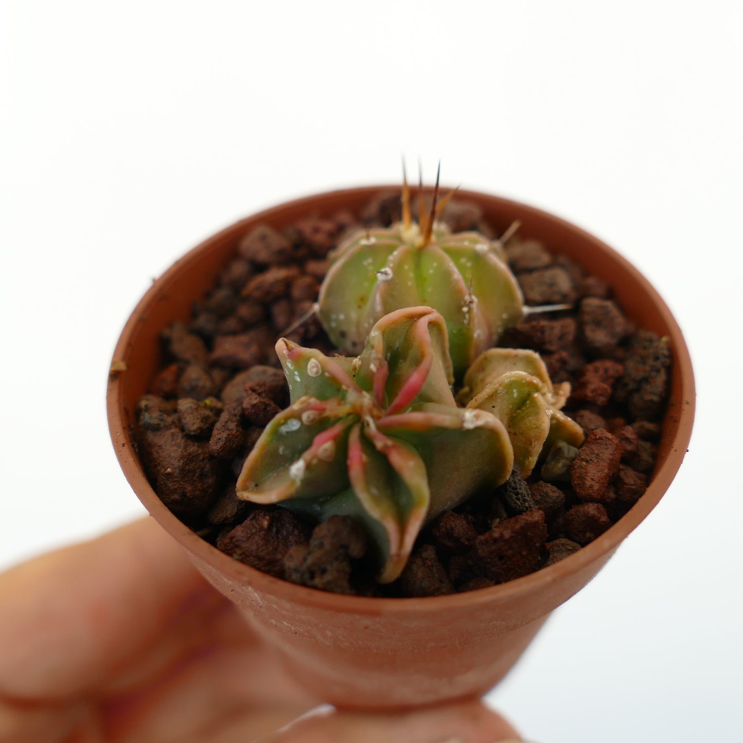 Astrophytum híbridos, pequeño cactus suculento con tallos variegados en forma de estrella, verdes y rosas
