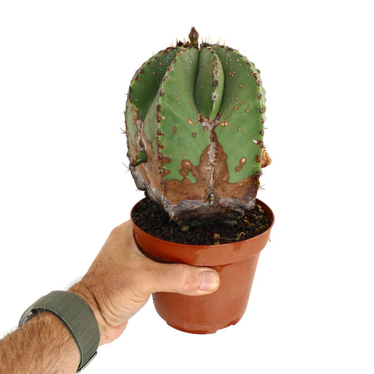 Astrophytum myriostigma succulent cactus with green ribs and brown textured base in pot