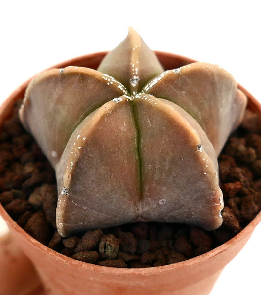 Astrophytum myriostigma rare succulent cactus with smooth brownish star-shaped body