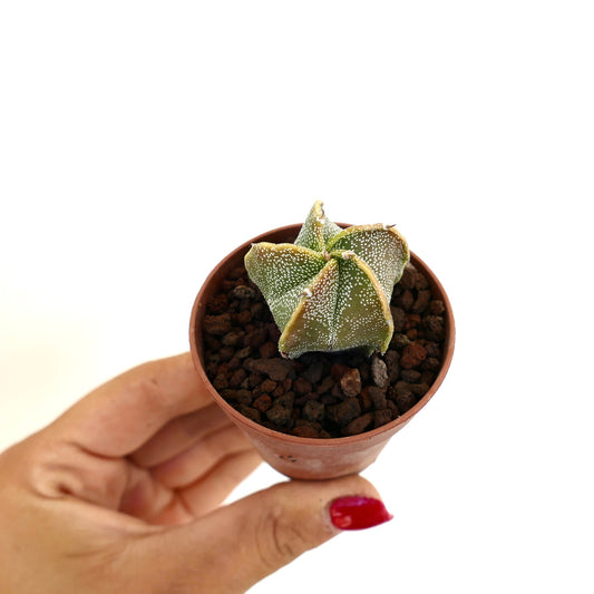 Astrophytum myriostigma pequeño cactus suculento con costillas en forma de estrella y pequeñas espinas en maceta