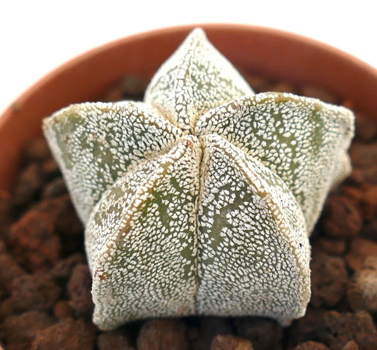 Astrophytum myriostigma suculenta rara con forma de estrella y textura moteada blanca