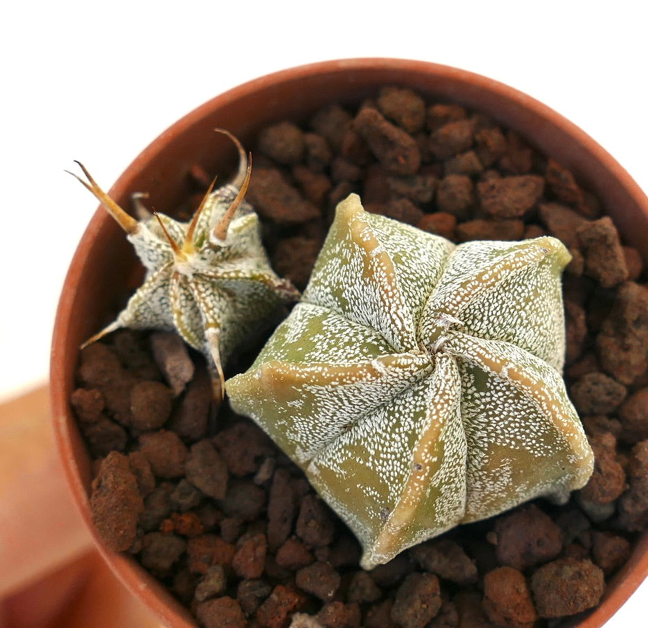 Astrophytum myriostigma succulent cactus with star-shaped green body and white speckles