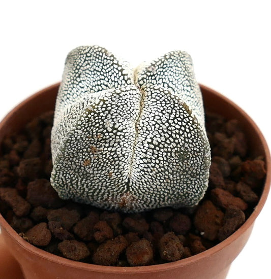 Astrophytum myriostigma suculenta cactus con cuerpo en forma de estrella moteado de blanco en maceta