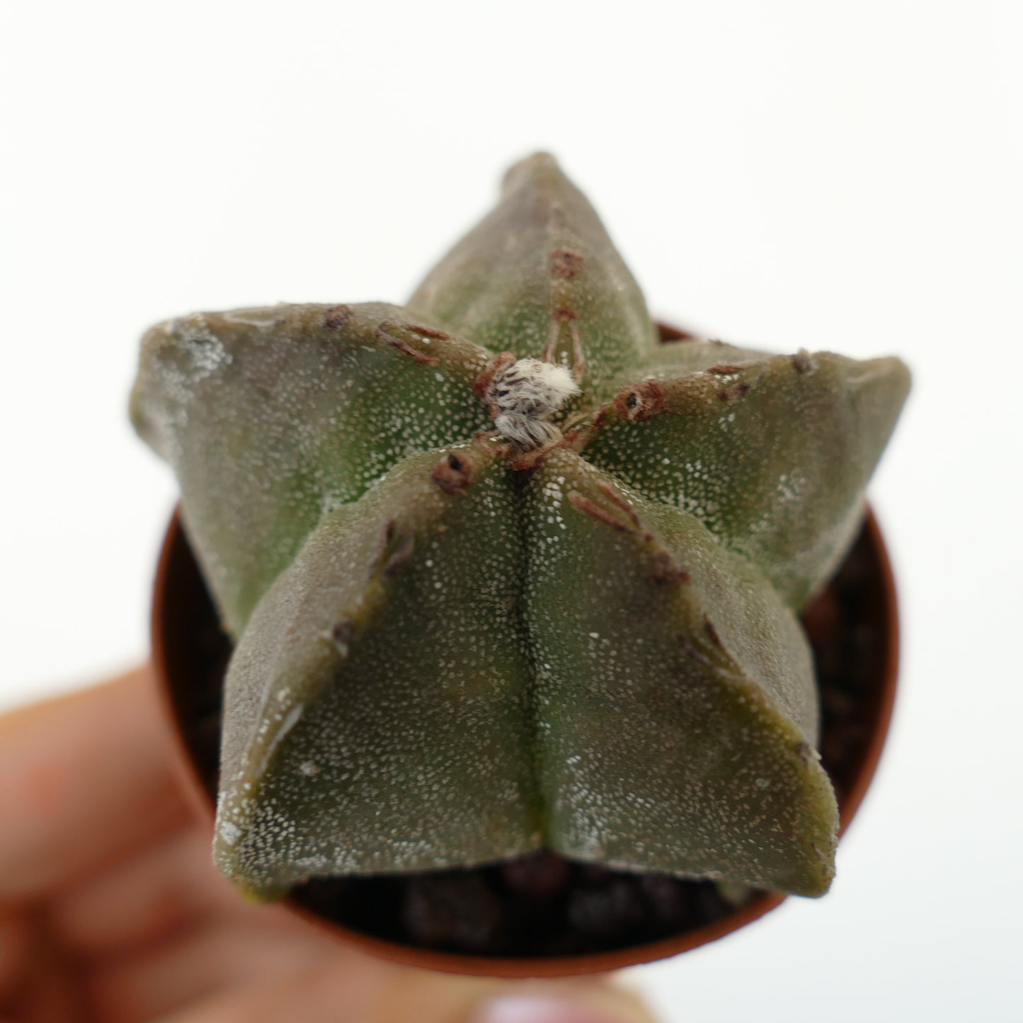 Astrophytum myriostigma suculento cactus con cuerpo estriado en forma de estrella y textura moteada blanca