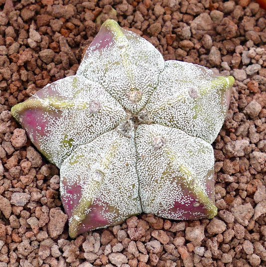 Astrophytum myriostigma rare star-shaped succulent cactus with white speckled skin