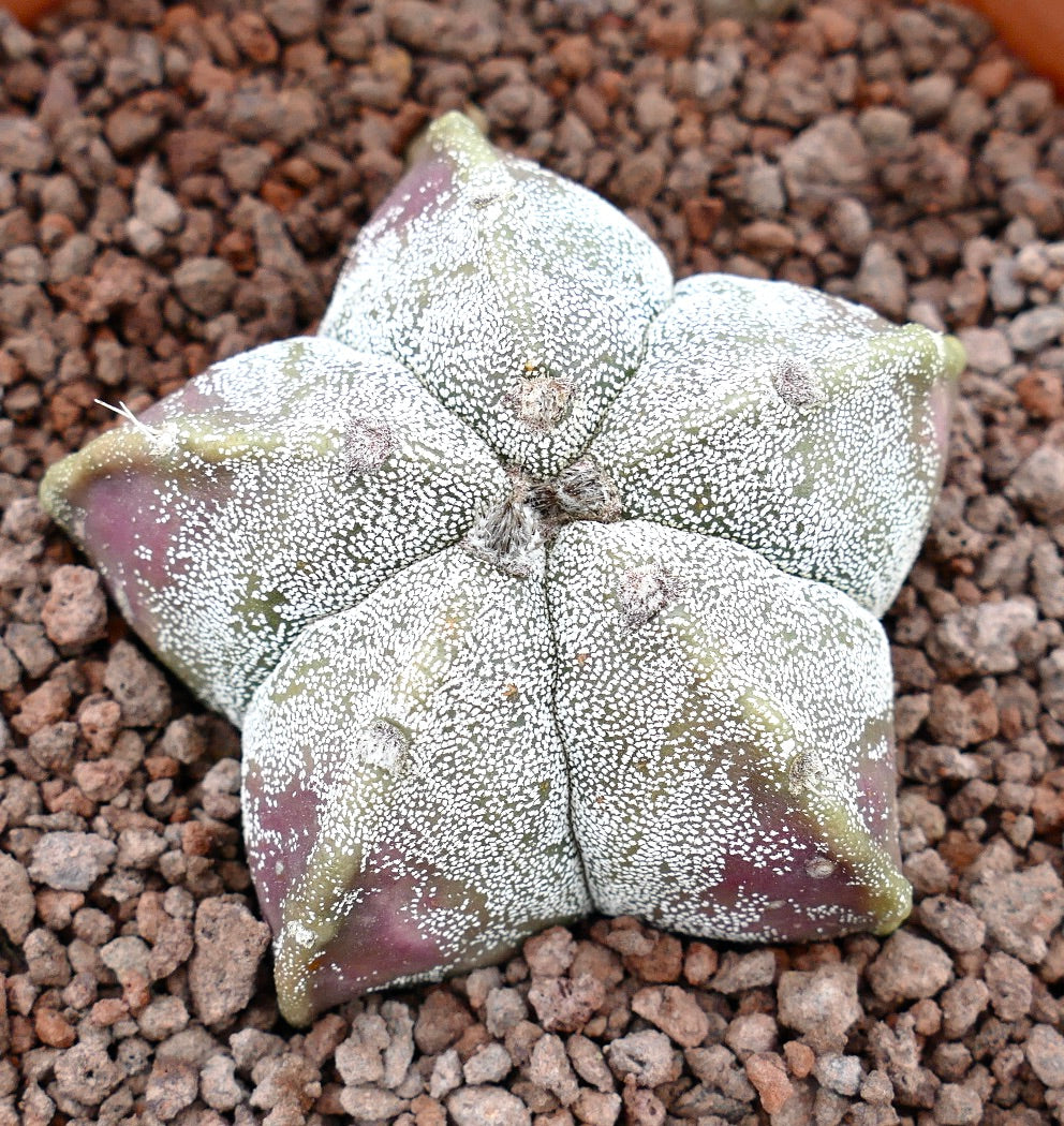 Astrophytum myriostigma TAMAULIPAS