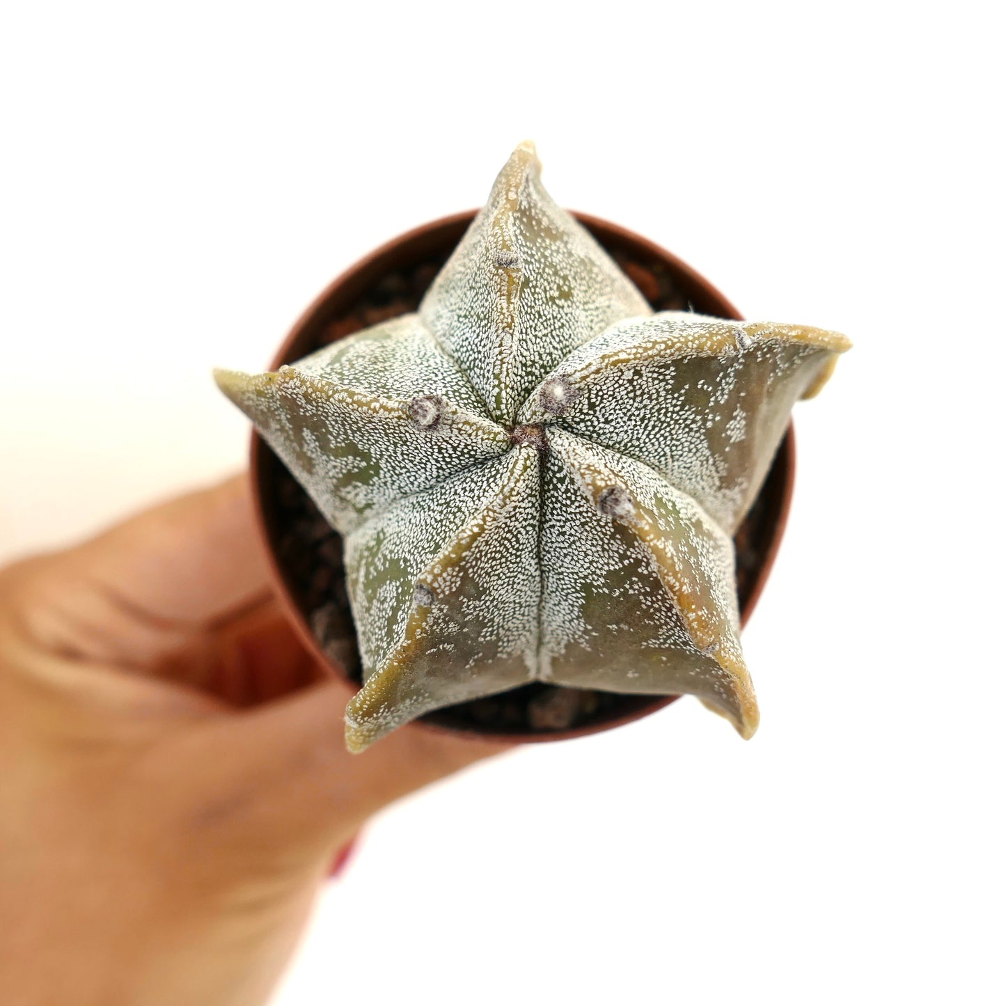 Astrophytum myriostigma succulent cactus with star-shaped form and white speckled texture