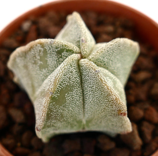 Astrophytum myriostigma suculenta cactus con forma de estrella y textura moteada blanca