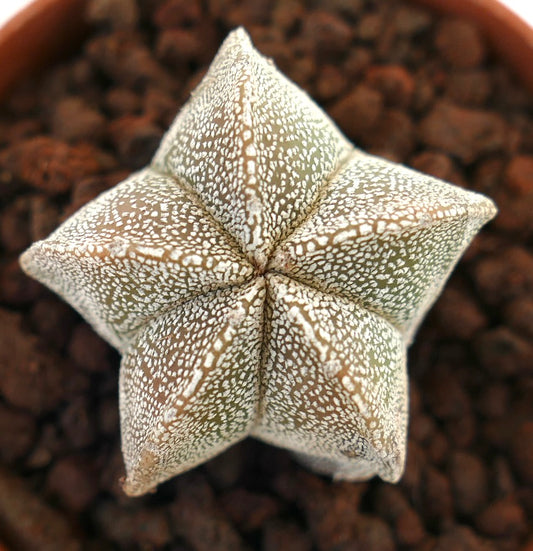Astrophytum myriostigma suculenta cactus rara en forma de estrella con patrón moteado blanco