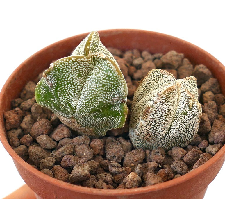 Astrophytum myriostigma succulent cactus with white speckled green star-shaped stems