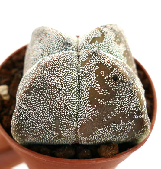 Astrophytum myriostigma cv BALL QUADRICOSTATUM rare succulent cactus with textured white speckled surface