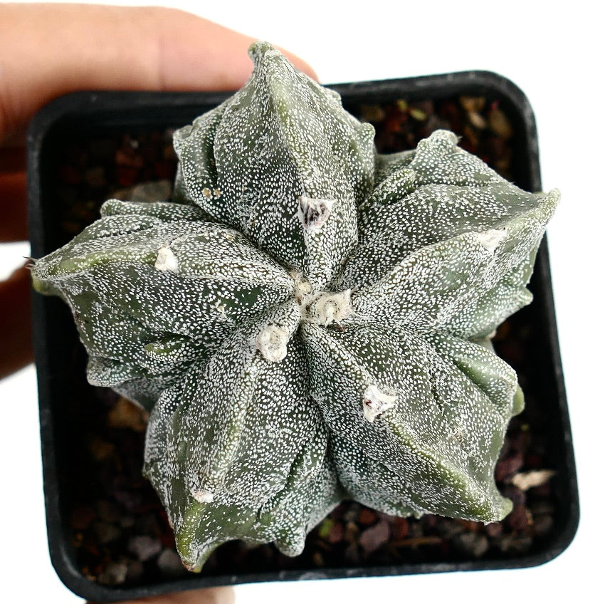 Astrophytum myriostigma cv FUKURUYU raro cactus suculento en forma de estrella con textura moteada blanca