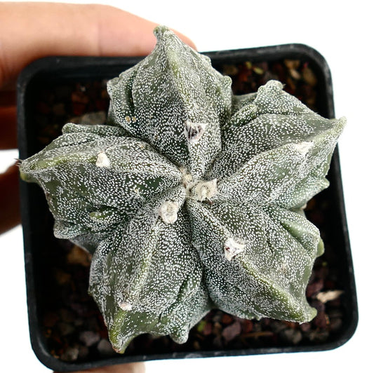 Astrophytum myriostigma cv FUKURUYU rare star-shaped succulent cactus with white speckled texture
