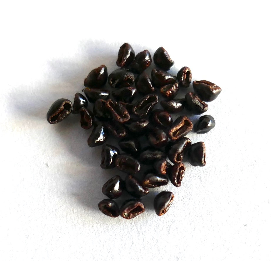 Astrophytum myriostigma cv KIKKO succulent cactus seeds close-up on white background