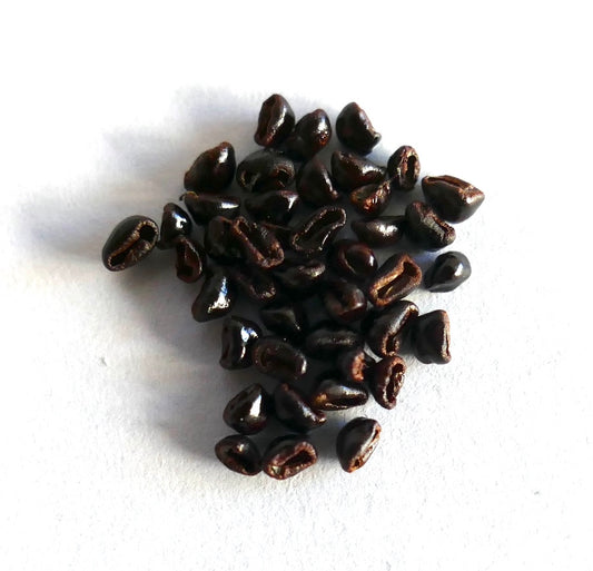 Astrophytum myriostigma cv KIKKO succulent cactus seeds close-up on white background