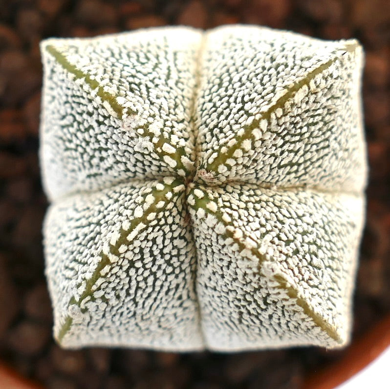Astrophytum myriostigma cv ONZUKA FORM QUADRICOSTATUM raro cactus suculento con textura moteada blanca