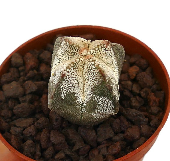 Astrophytum myriostigma cv ONZUKA QUADRICOSTATUM rare star-shaped succulent cactus with textured white speckles