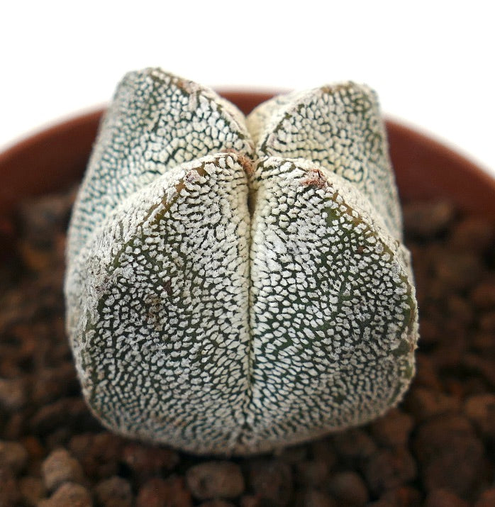 Astrophytum myriostigma cv ONZUKA QUADRICOSTATUM OL8 seltener sternförmiger Kaktus mit weiß gesprenkelter Textur