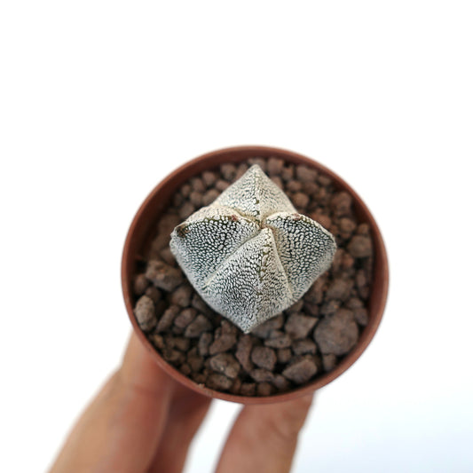 Astrophytum myriostigma cv ONZUKA QUADRICOSTATUM raro cactus suculento en forma de estrella con manchas blancas