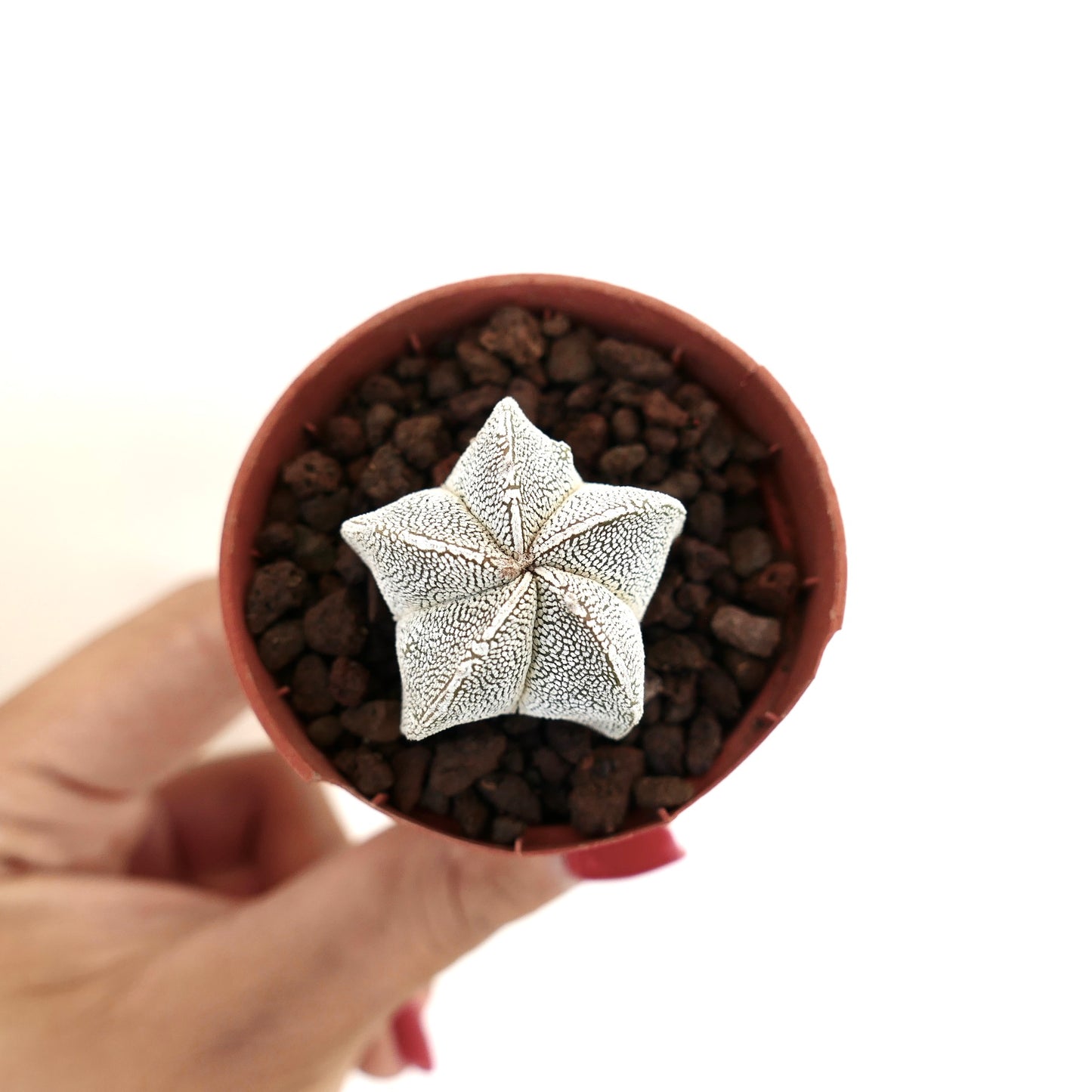Astrophytum myriostigma cv ONZUKA succulent star-shaped cactus with white speckled pattern
