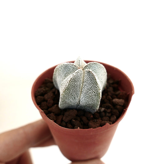 Astrophytum myriostigma pequeño cactus suculento con patrón moteado blanco en maceta