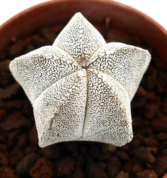 Astrophytum myriostigma cv ONZUKA SELECTED MT4 raro cactus suculento en forma de estrella con manchas blancas