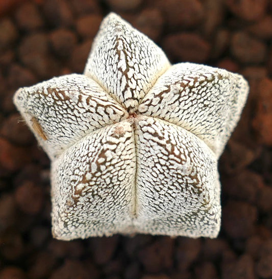 Astrophytum myriostigma suculenta cactus blanco en forma de estrella con superficie texturizada