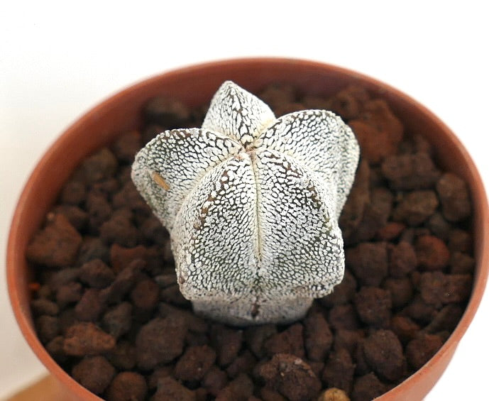 Astrophytum myriostigma small star-shaped succulent cactus with white speckled texture