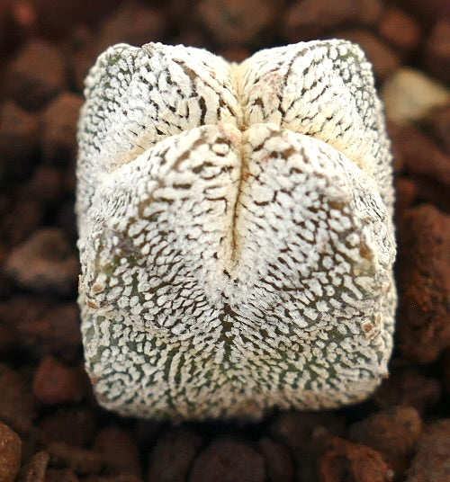 Astrophytum myriostigma cv ONZUKA TIGER QUADRICOSTATUM cactus suculento raro blanco manchado