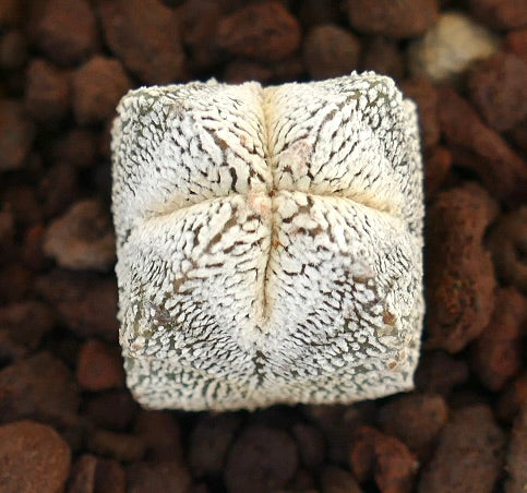 Astrophytum myriostigma cv ONZUKA TIGER QUADRICOSTATUM rare white speckled succulent cactus with textured surface