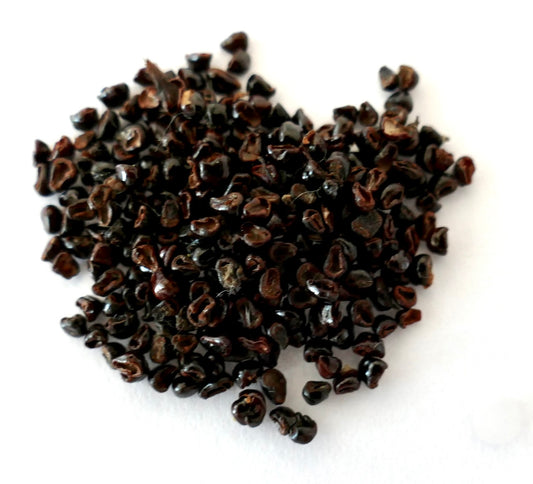 Brownish-black hood-shaped seeds of Astrophytum myriostigma cv Onzuka White