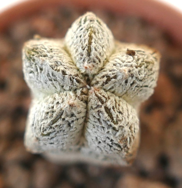 Astrophytum myriostigma cv ONZUKA forma blanca texturizada suculenta cactus con crestas en forma de estrella