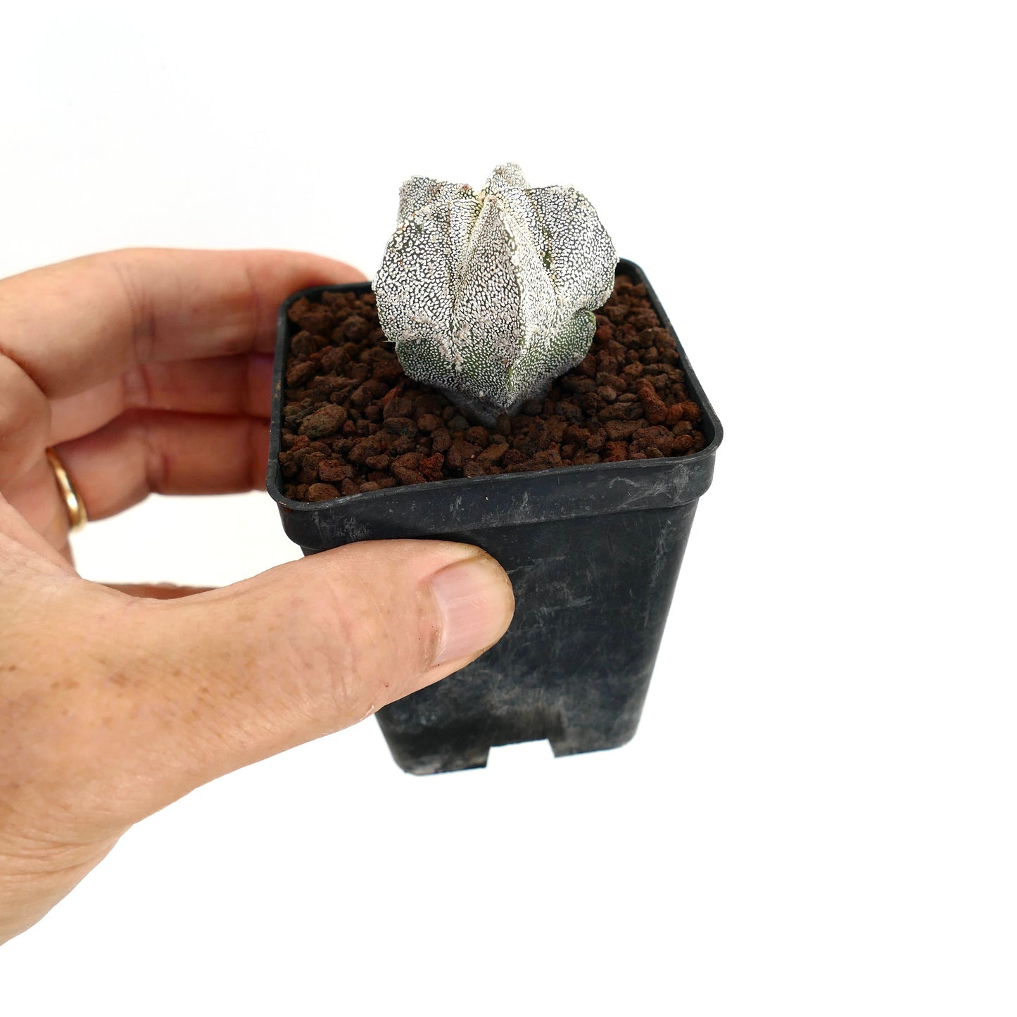 Astrophytum myriostigma cv 'ONZUKA' pequeño cactus suculento en forma de estrella con pequeñas manchas blancas en maceta