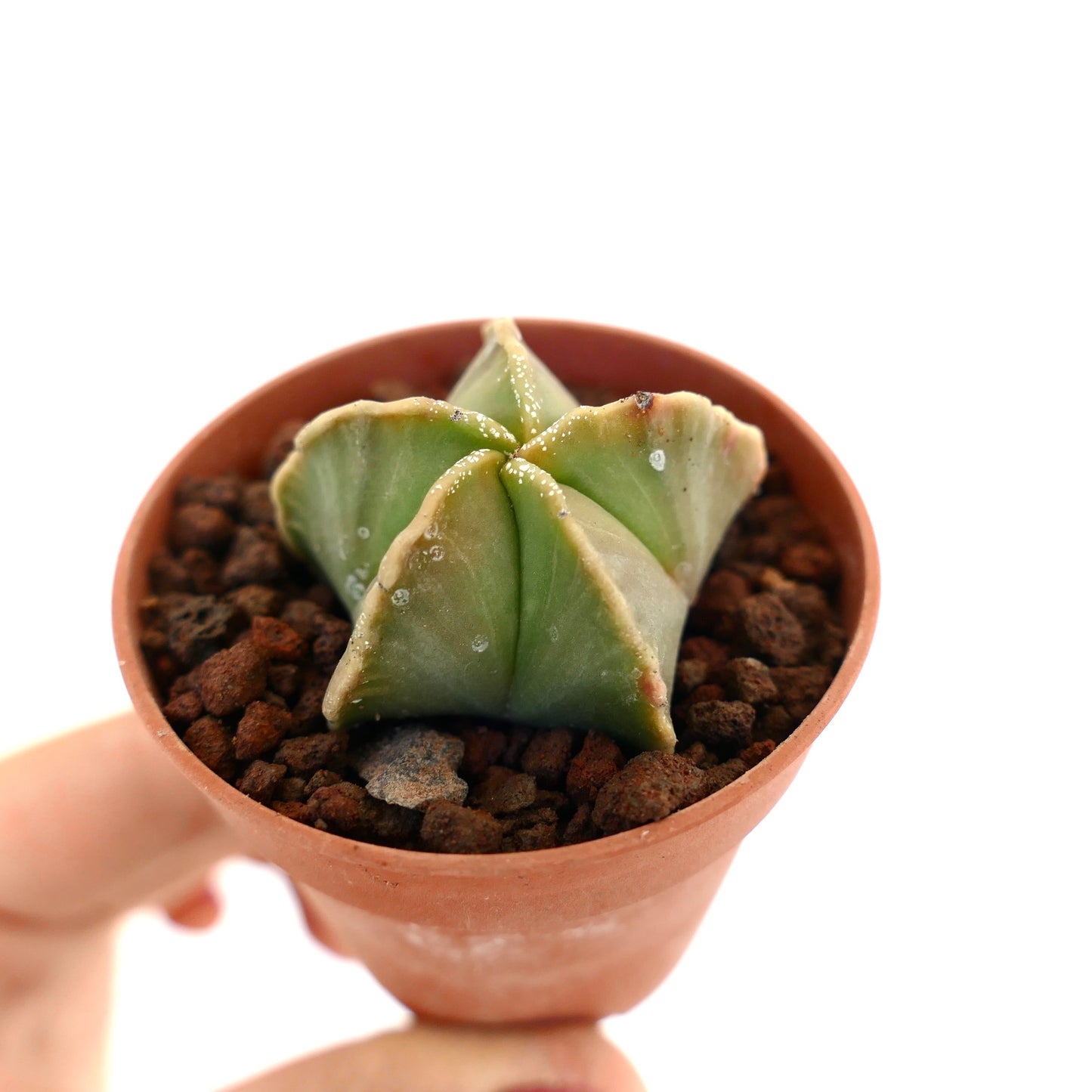 Astrophytum myriostigma small succulent cactus with smooth green star-shaped ribs in pot